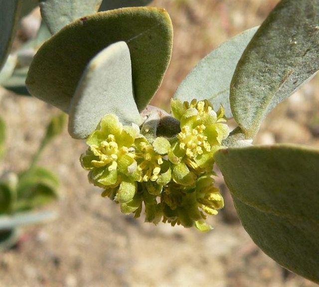 Jojoba sadrži mnoge važne nutriente kao npr. vitamin E (koji djeluje kao antioksidant), kompleks B vitamina, minerale silicij, bakar, krom i cink, te jod. 