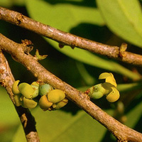 Stručni aromaterapeuti će ulje mandravasarotre primjenjivati i u kapsulama, vagitorijima, supozitorijima. 