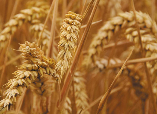 Uz već spomenute vitamine i minerale, biljno ulje pšeničnih klica posebnima čini i vrlo visok udio vitamina E, čak do sedam puta viši nego u ostalim uljima.