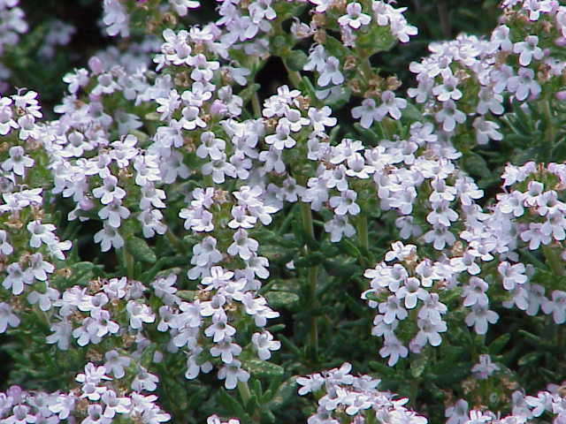 Prava vrsta timijana, Thymus vulgaris , službeno je ljekovita biljka koja se do danas zadržala i u Europskoj farmakopeji, zajedno s jednom drugom vrstom, Thymus zygis . 