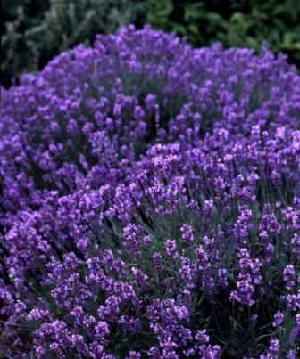 Oshadhi hidrolat lavanda